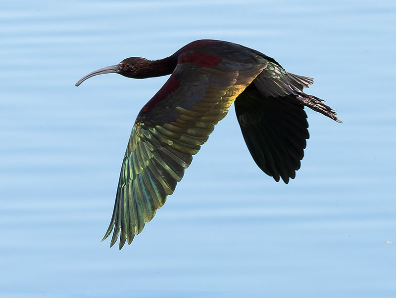 White-faced Ibis Plegadis chihi 