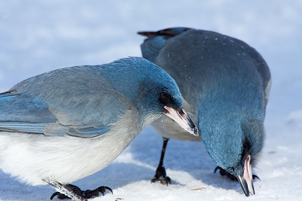 Mexican Jay (Gray-breasted) Jay Aphelocoma ultramarina