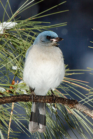 Mexican Jay (Gray-breasted) Jay Aphelocoma ultramarina