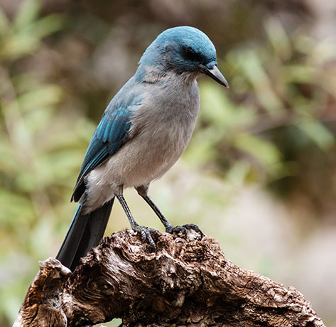 Mexican Jay (Gray-breasted) Jay Aphelocoma ultramarina