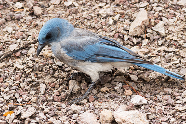 Mexican Jay (Gray-breasted) Jay Aphelocoma ultramarina