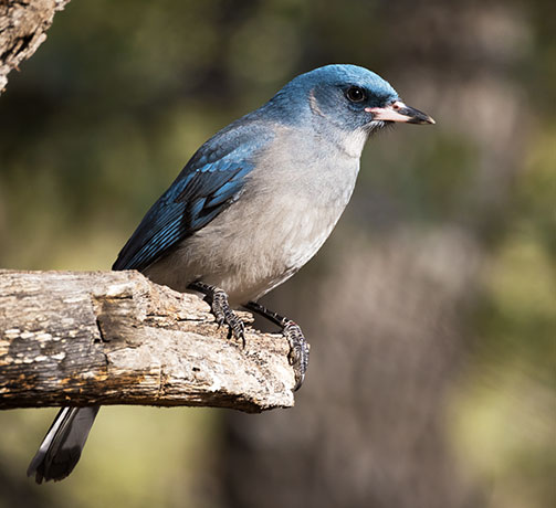 Mexican Jay (Gray-breasted) Jay Aphelocoma ultramarina