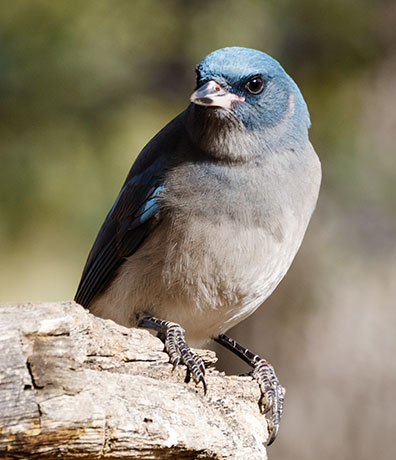 Mexican Jay (Gray-breasted) Jay Aphelocoma ultramarina