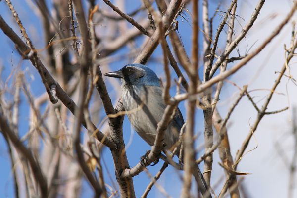 Woodhouse's Scrub-Jay Aphelocoma woodhouseii 