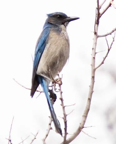 Woodhouse's Scrub-Jay Aphelocoma woodhouseii 