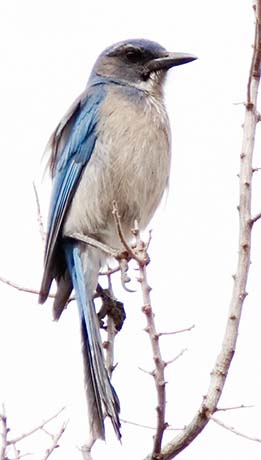Woodhouse's Scrub-Jay Aphelocoma woodhouseii 
