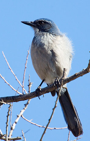 Woodhouse's Scrub-Jay Aphelocoma woodhouseii 