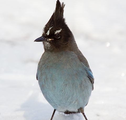 Steller's Jay Cyanocitta stelleri 