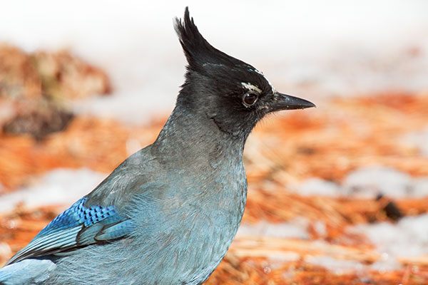 Steller's Jay Cyanocitta stelleri 