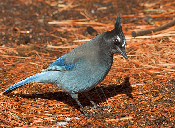 Steller's Jay Cyanocitta stelleri 
