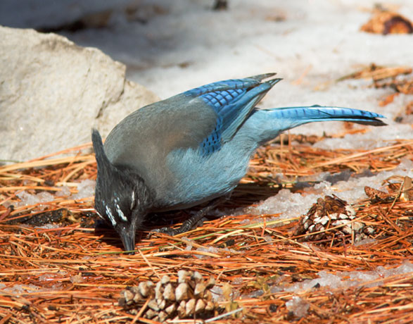 Steller's Jay Cyanocitta stelleri 
