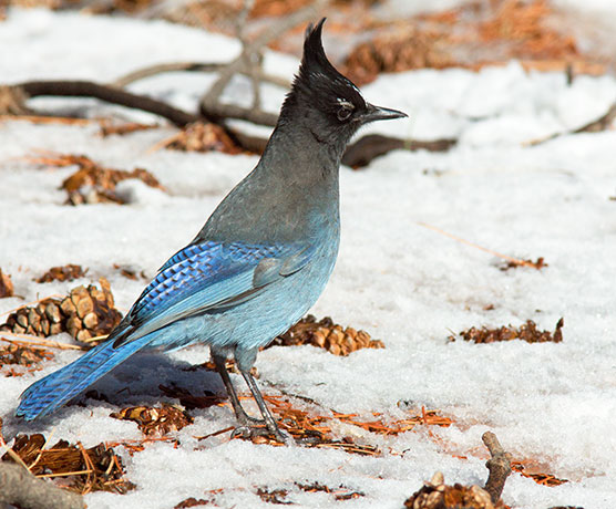 Steller's Jay Cyanocitta stelleri 