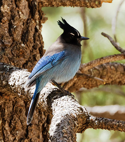 Steller's Jay Cyanocitta stelleri 