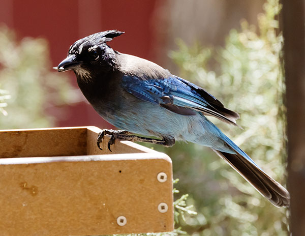 Steller's Jay Cyanocitta stelleri 