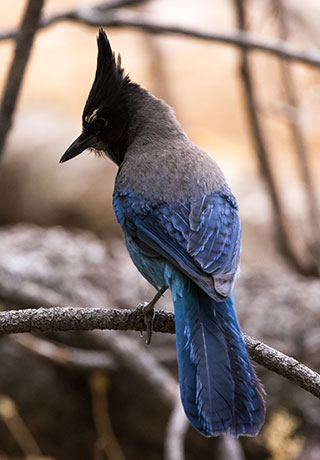 Steller's Jay Cyanocitta stelleri 