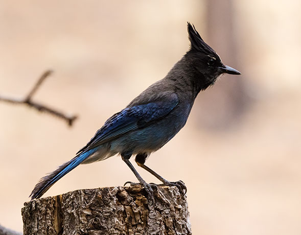 Steller's Jay Cyanocitta stelleri 