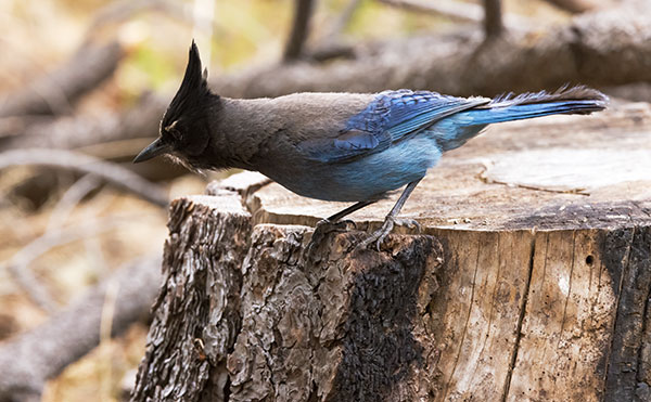 Steller's Jay Cyanocitta stelleri 