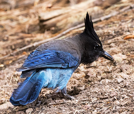Steller's Jay Cyanocitta stelleri 