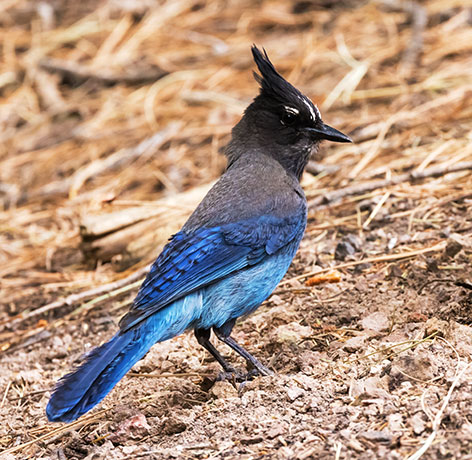Steller's Jay Cyanocitta stelleri 