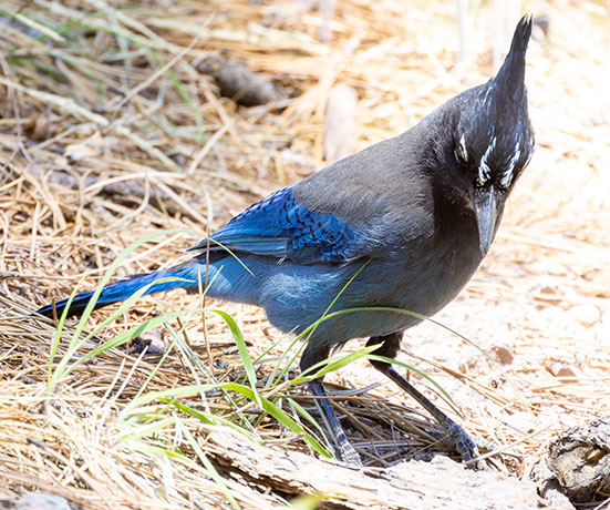Steller's Jay Cyanocitta stelleri 