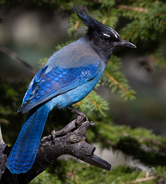 Steller's Jay Cyanocitta stelleri 