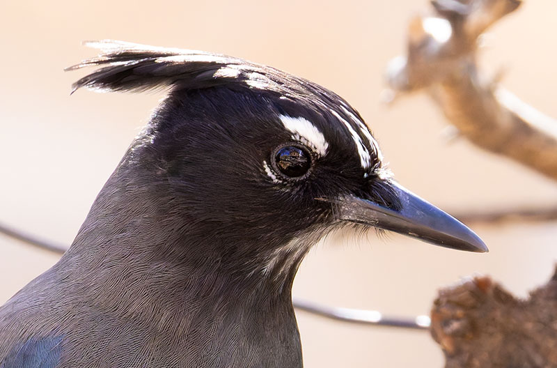 Steller's Jay Cyanocitta stelleri 