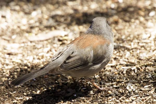 Dark-eyed Junco (Gray-headed) Junco hyemalis caniceps 