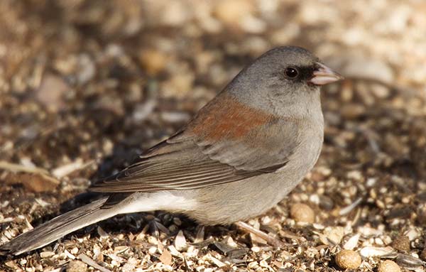 Dark-eyed Junco (Gray-headed) Junco hyemalis caniceps 