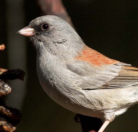 Dark-eyed Junco (Gray-headed) Junco hyemalis caniceps 