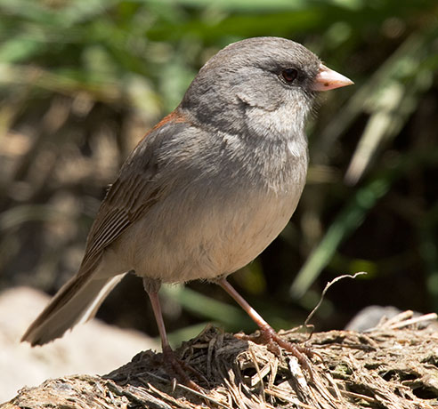 Dark-eyed Junco (Gray-headed) Junco hyemalis caniceps 