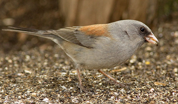 Dark-eyed Junco Gray-headed Junco hyemalis caniceps