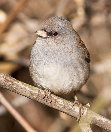 Dark-eyed Junco (Gray-headed) Junco hyemalis caniceps 