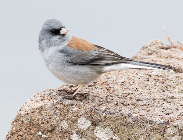 Dark-eyed Junco (Gray-headed) Junco hyemalis caniceps 