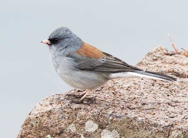 Dark-eyed Junco (Gray-headed) Junco hyemalis caniceps 