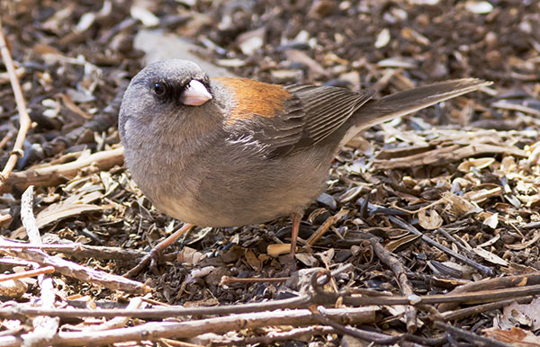 Dark-eyed Junco (Gray-headed) Junco hyemalis caniceps 