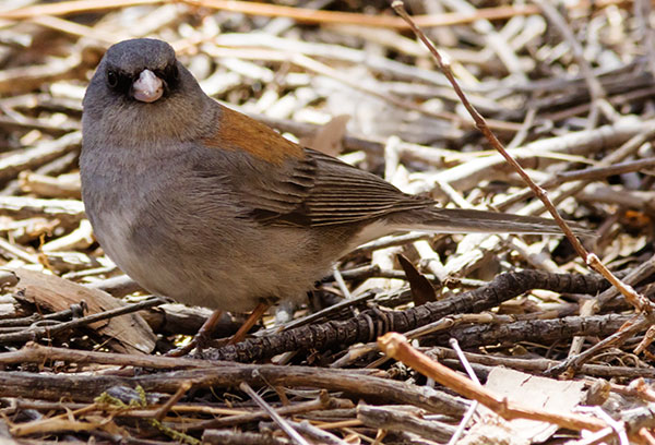 Dark-eyed Junco (Gray-headed) Junco hyemalis caniceps 