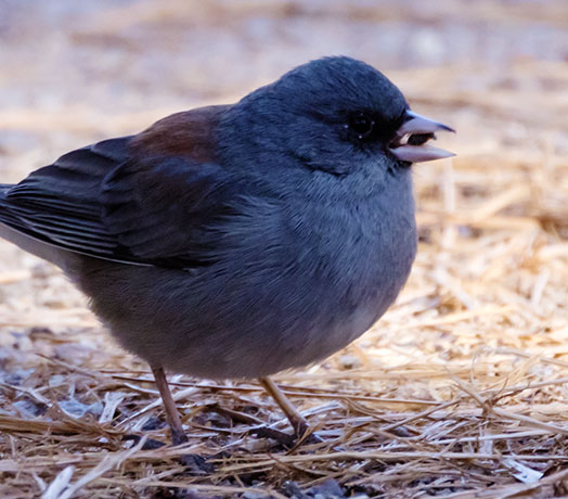 Dark-eyed Junco (Gray-headed) Junco hyemalis caniceps 