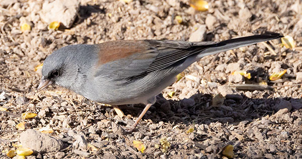 Dark-eyed Junco (Gray-headed) Junco hyemalis caniceps 