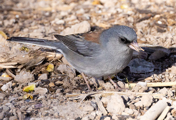 Dark-eyed Junco (Gray-headed) Junco hyemalis caniceps 