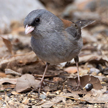 Dark-eyed Junco (Gray-headed) Junco hyemalis caniceps 