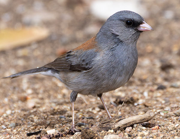 Dark-eyed Junco (Gray-headed) Junco hyemalis caniceps 