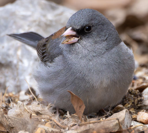 Dark-eyed Junco (Gray-headed) Junco hyemalis caniceps 