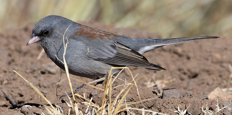 Dark-eyed Junco (Gray-headed) Junco hyemalis caniceps 