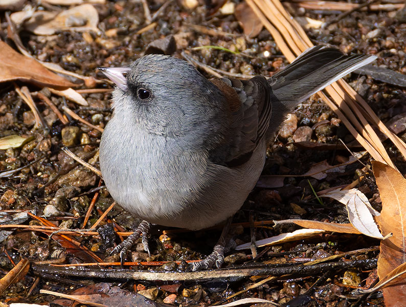 Dark-eyed Junco (Gray-headed) Junco hyemalis caniceps 
