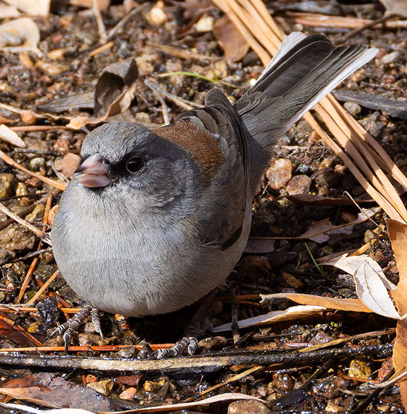 Dark-eyed Junco (Gray-headed) Junco hyemalis caniceps 