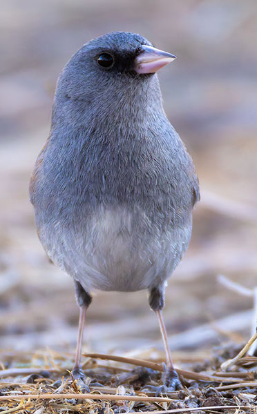 Dark-eyed Junco (Gray-headed) Junco hyemalis caniceps 
