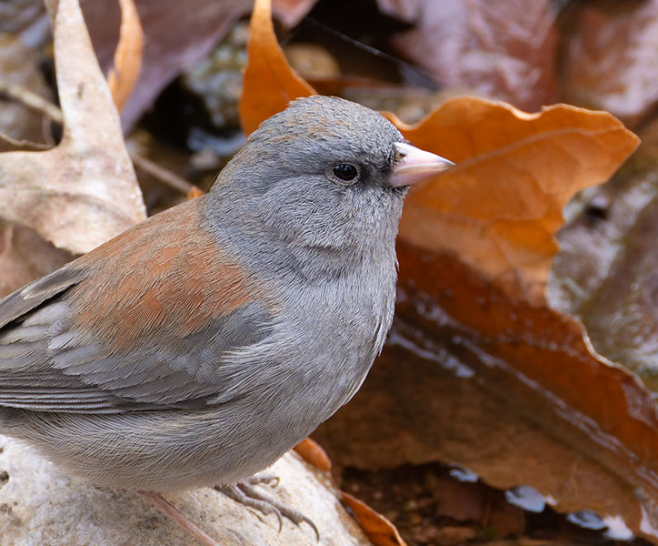 Dark-eyed Junco (Gray-headed) Junco hyemalis caniceps 