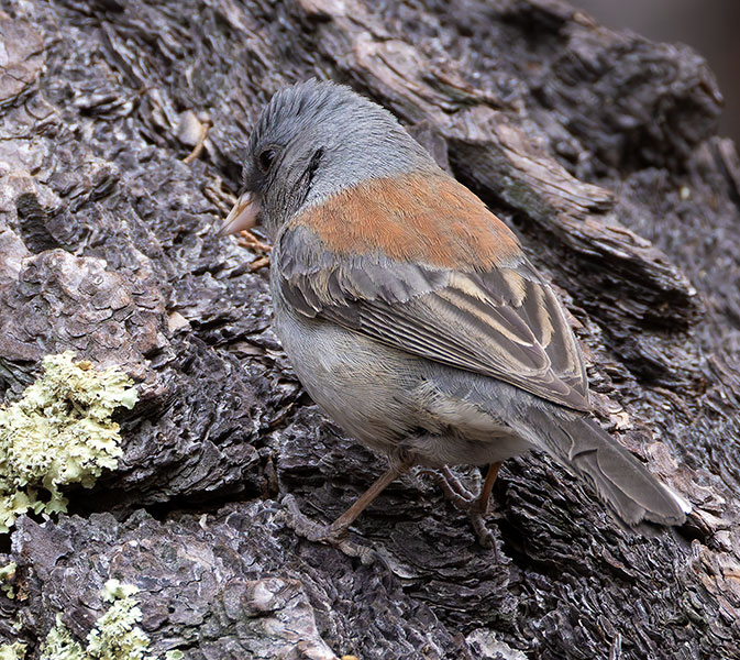 Dark-eyed Junco (Gray-headed) Junco hyemalis caniceps 