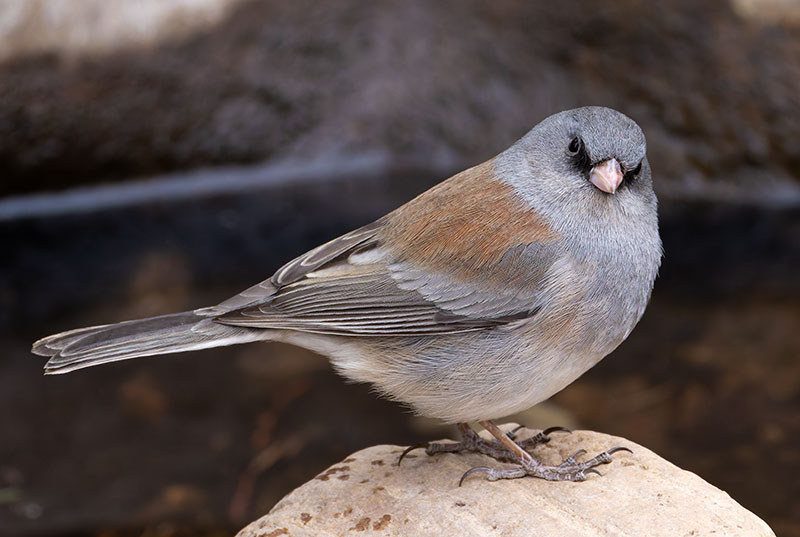 Dark-eyed Junco (Gray-headed) Junco hyemalis caniceps 