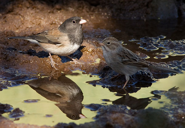Dark-eyed Junco (Oregon) Junco hyemalis oreganus